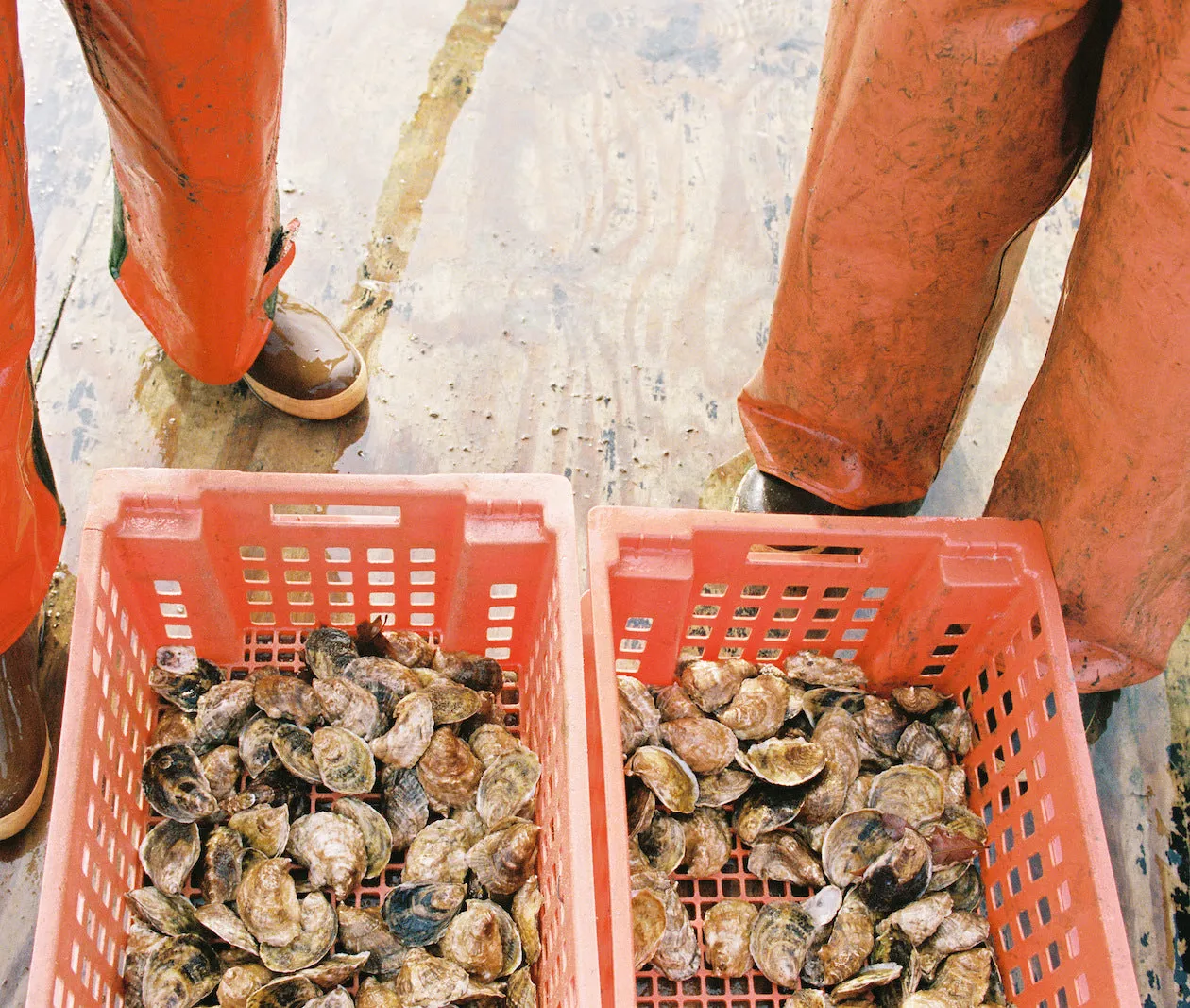 Blackstone Point Oysters from Damariscotta, ME