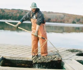 Blackstone Point Oysters from Damariscotta, ME