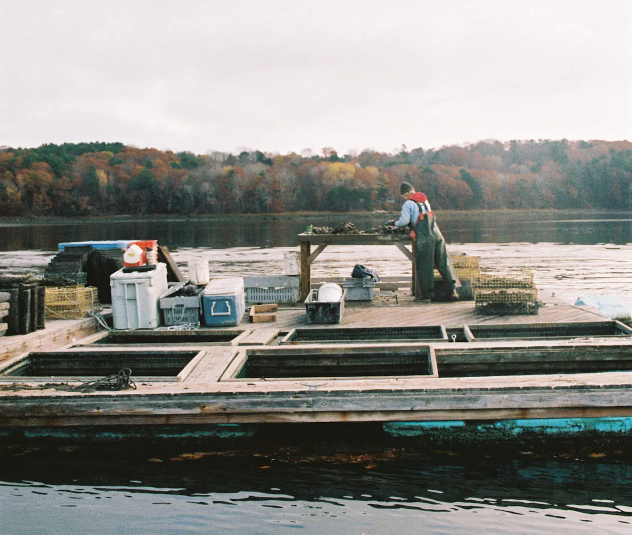 Blackstone Point Oysters from Damariscotta, ME