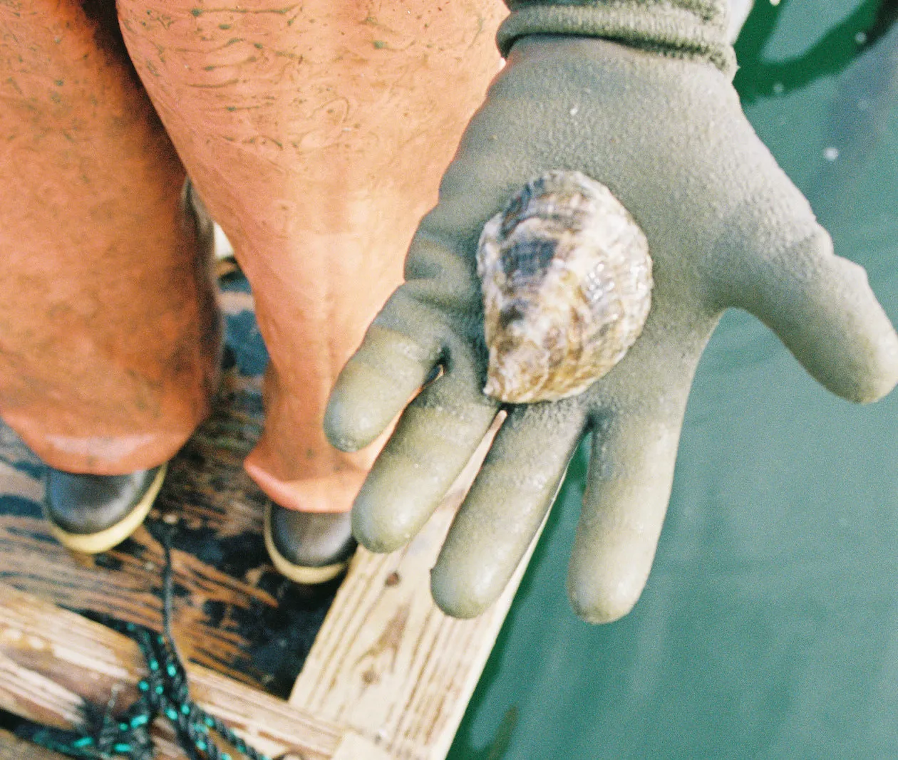 Blackstone Point Oysters from Damariscotta, ME