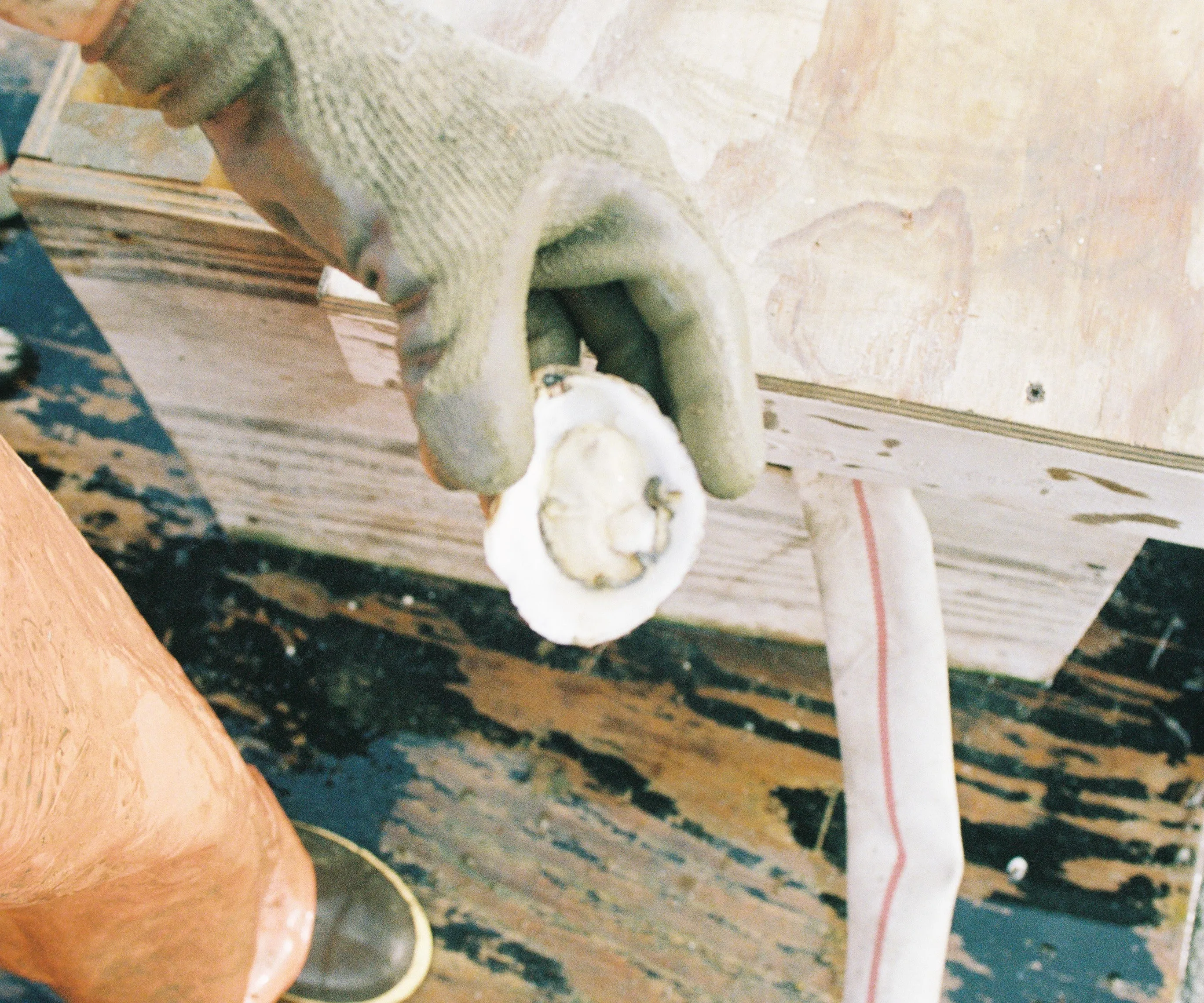 Blackstone Point Oysters from Damariscotta, ME